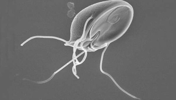 parasite